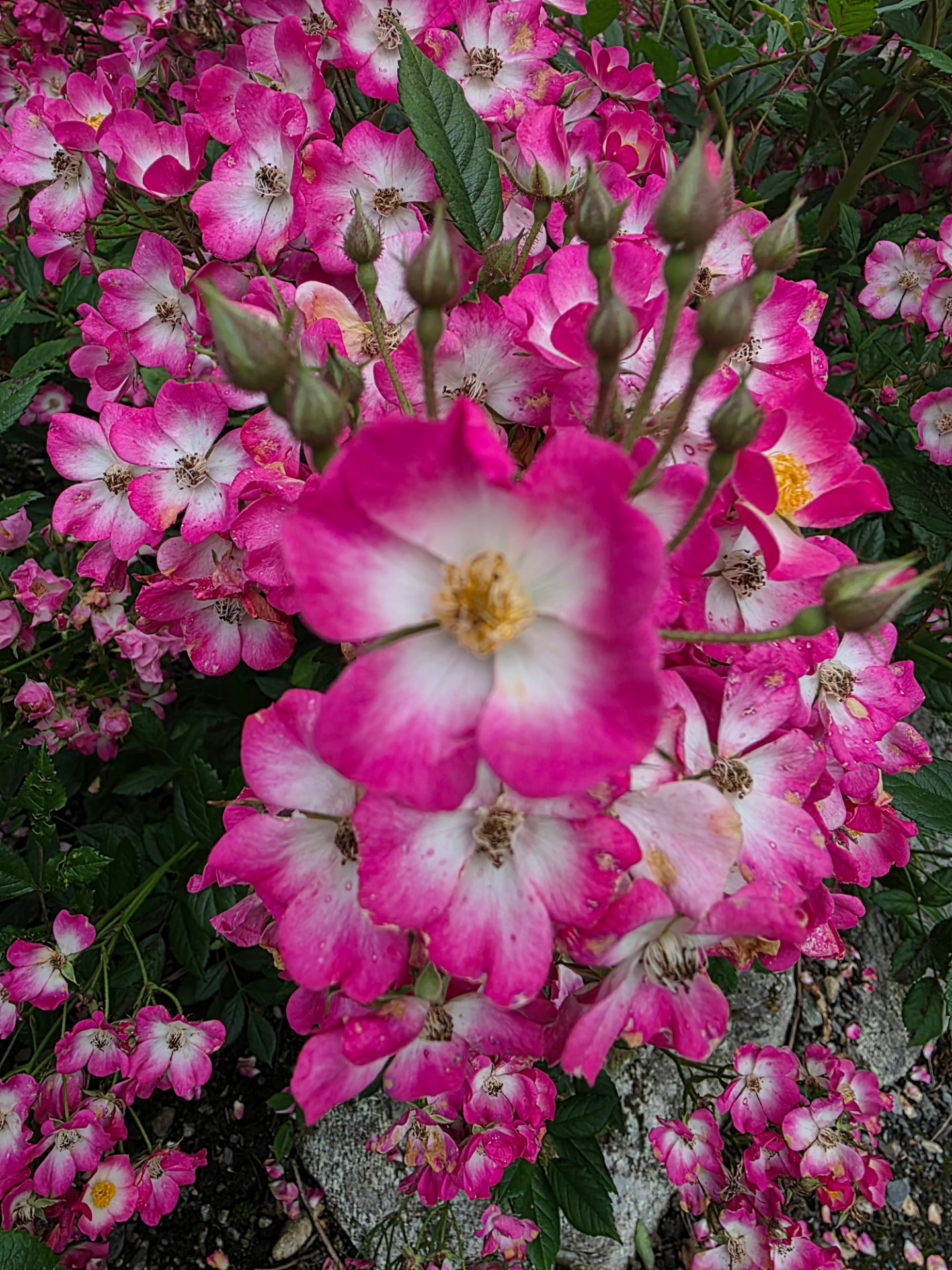 Roser i blomstring